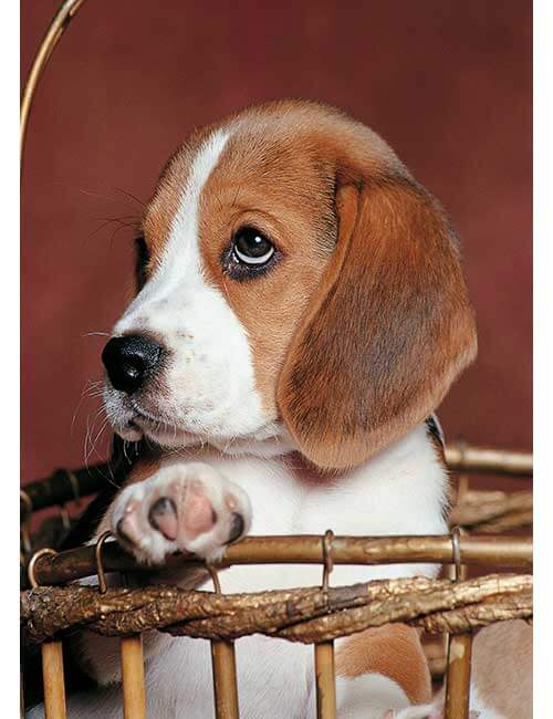 Puzzle bambini cucciolo beagle