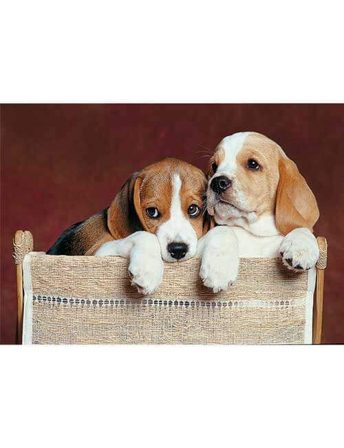 Puzzle 500 pezzi cuccioli beagle