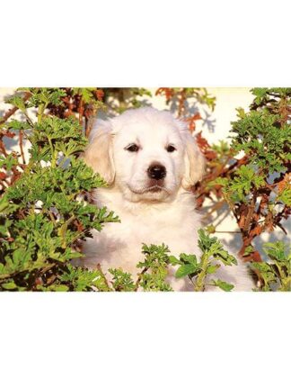Puzzle 500 pezzi cucciolo cane golden retriever bianco