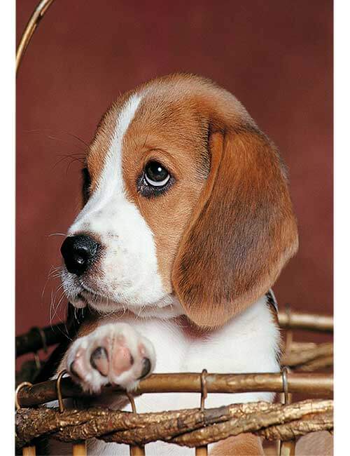 Puzzle 500 pezzi cane beagle