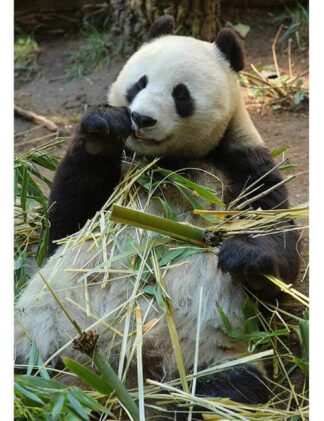 Puzzle 500 pezzi panda bambù